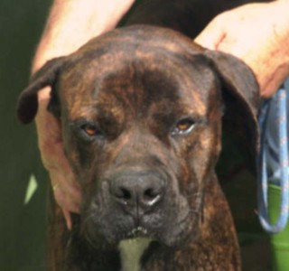 Presa canario 2024 boxer mix